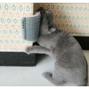 Escova cinza Massageadora de Gato com Catnip