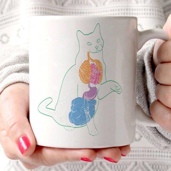 Caneca veterinaria  Anatomia de gato