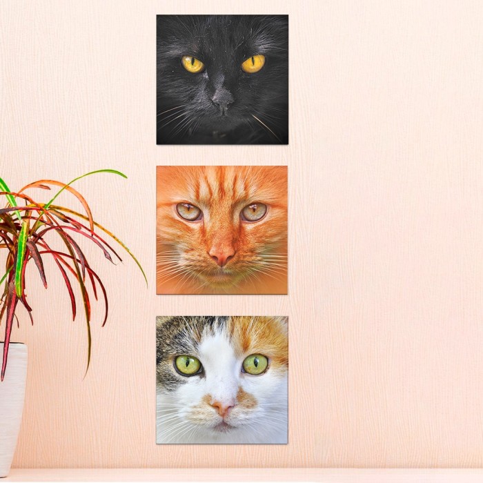Kit 3 Plaquinhas 16 x 16 cara de  Gatos